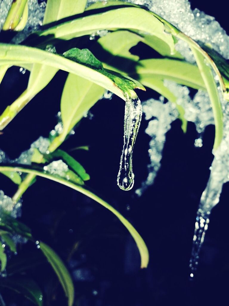 water, leaf, close-up, plant, drop, green color, nature, growth, wet, beauty in nature, focus on foreground, freshness, day, no people, selective focus, outdoors, dew, purity, detail, high angle view