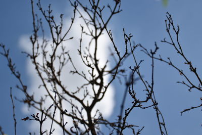 Low angle view of bare tree against clear blue sky