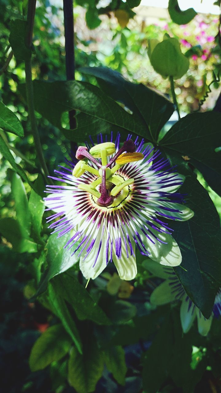 flower, petal, fragility, beauty in nature, growth, freshness, passion flower, flower head, nature, leaf, plant, day, pollen, no people, close-up, outdoors, blooming