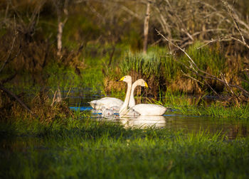 A beautiful family of wild whooper swans in wetlands. adult birds with cygnets swimming in water. 