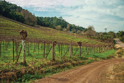 Rural landscape with leafless grapevines branches in a vineyard near bento gonçalves. brazil.