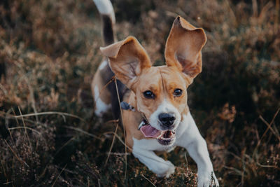 Close-up portrait of dog relaxing on field