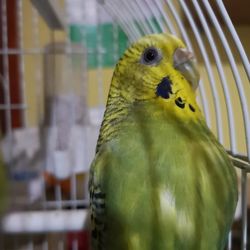 Close-up of parrot in cage