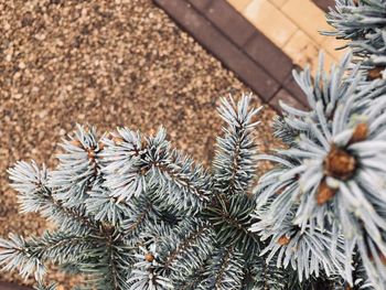 High angle view of pine cone on tree during winter