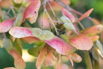 Close-up of pink flowering plant