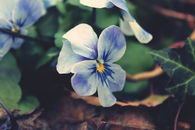 Close-up of purple flowers blooming