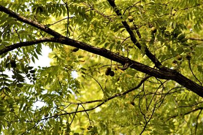 Low angle view of leaves on tree