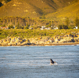 View of birds in sea