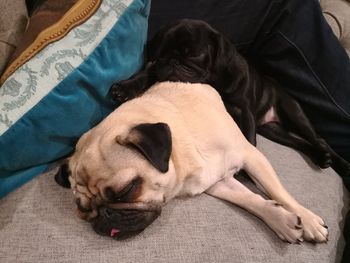 High angle view of dog sleeping on bed at home