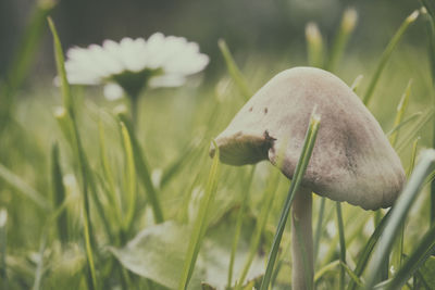 Close-up of wild mushroom and flower growing on grassy field