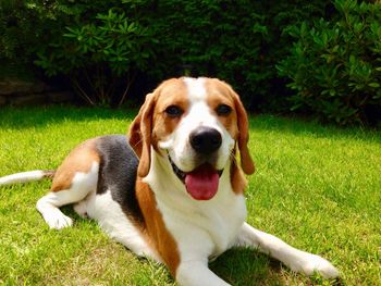 Portrait of dog relaxing on field