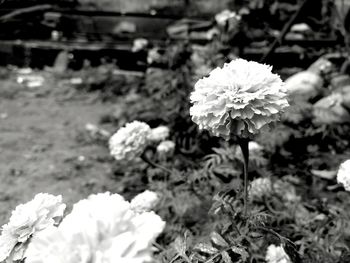 Close-up of white flowers blooming outdoors
