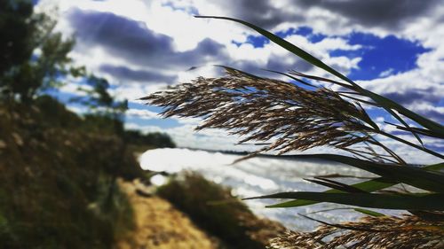 Low angle view of plant against sky