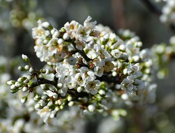 Close-up of white flowering plant