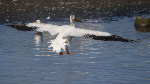Bird flying over lake