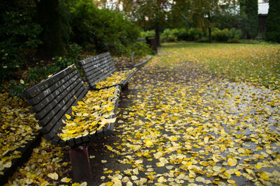 Yellow flowers in park