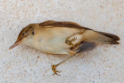 Close-up of a bird