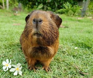 Portrait of guinea pig on field
