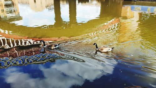 High angle view of ducks swimming in lake