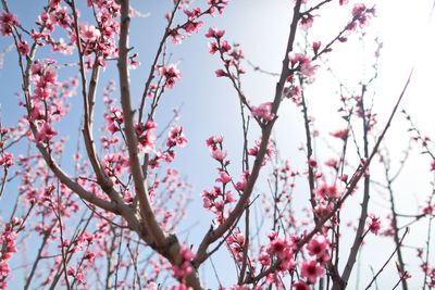 Low angle view of cherry blossom