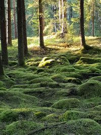 Scenic view of trees in forest