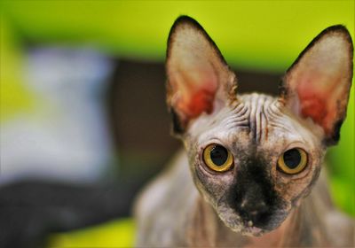 Close-up portrait of cat