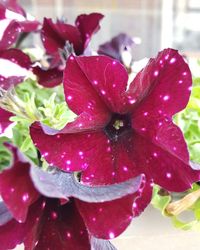 Close-up of pink rose flower