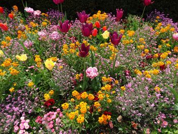 Close-up of multi colored flowers blooming outdoors