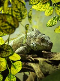 Close-up of iguana