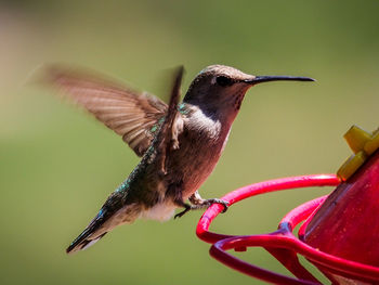 Side view of bird about to take off