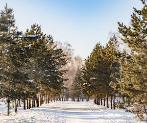 Snow covered pine trees against sky