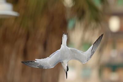 flying