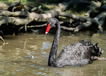 Swans swimming in water