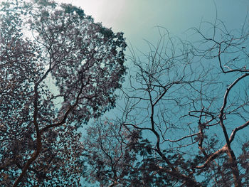 Low angle view of bare tree against sky