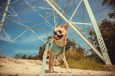 Dog looking away on field