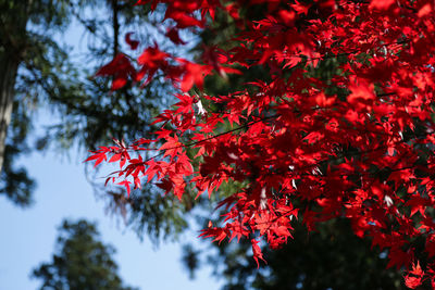 Low angle view of red maple leaves on tree