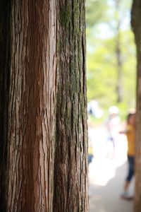 Close-up of tree trunk