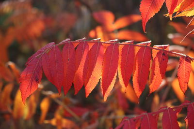 Close-up of orange maple leaves during autumn