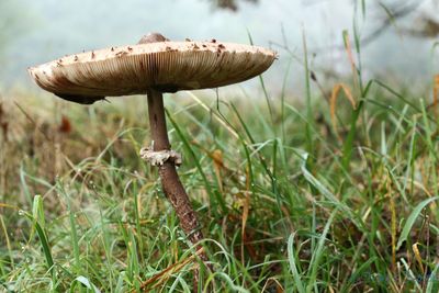 Close-up of mushroom on grass