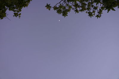 Low angle view of trees against clear sky