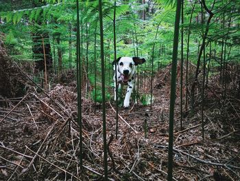 Portrait of dog on tree