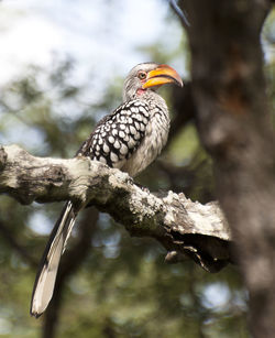 Bird perching on a tree