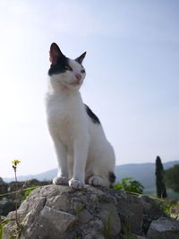 Cat sitting on mountain against clear sky