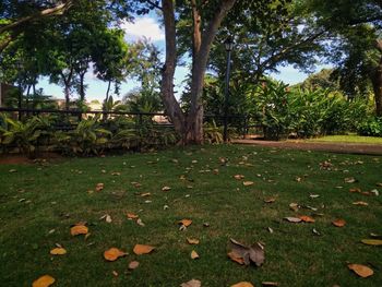 Trees growing in park during autumn