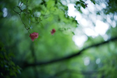 Close-up of red flowering plant