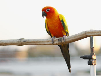 Close-up of parrot perching on branch