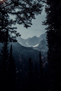 Pine trees in forest against sky