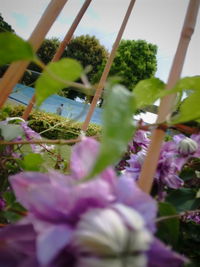 Close-up of plants against sky