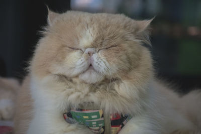Close-up of cat sleeping at home
