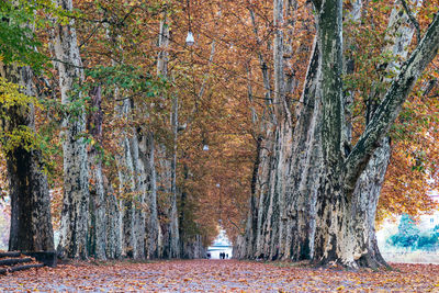 Trees in forest during autumn